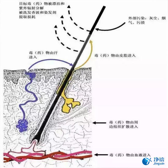  毛發(fā)毒品檢測儀檢測腿毛竟可以測出吸毒?做了全身脫毛也可以？
